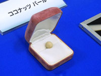 ココナツパール