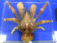 ヤシガニの標本