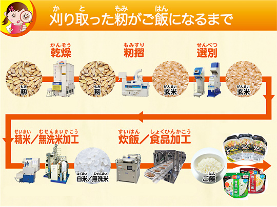 刈り取った籾がご飯になるまで