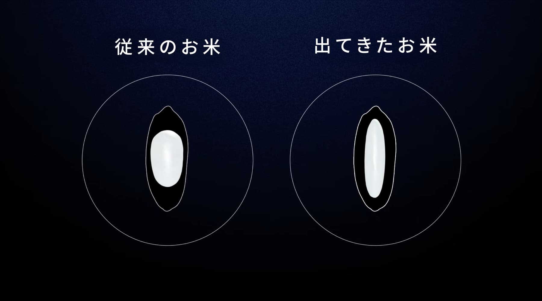 従来の球形に削られたお米（左）と、今回出てきた扁平なお米（右）の断面比較
