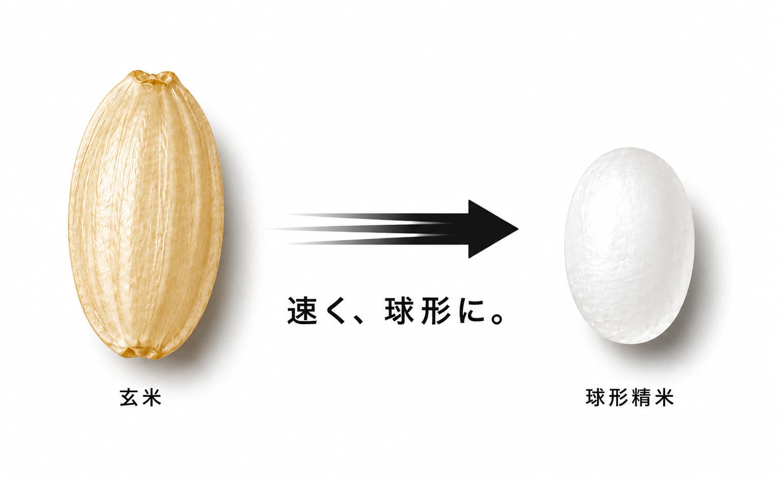 玄米（左）を削り、球形精米（右）に仕上げる醸造用精米のイメージ